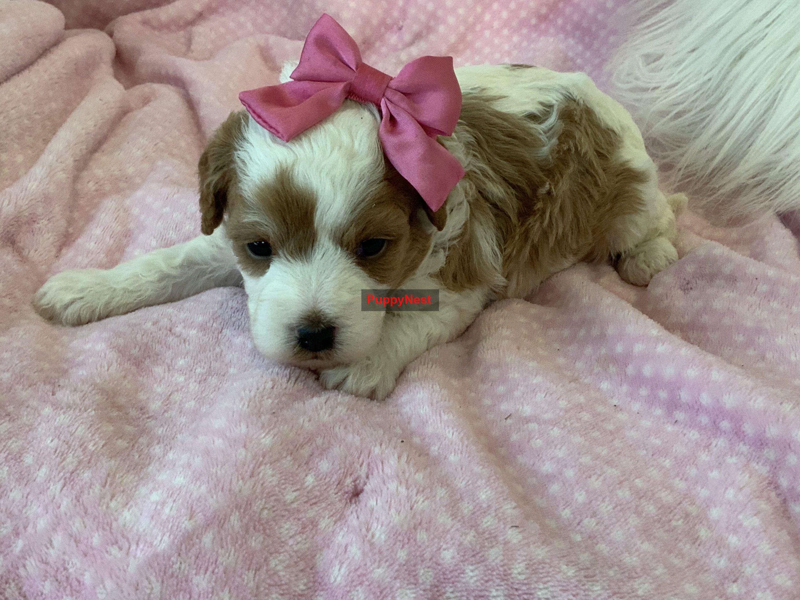Puppy Image
